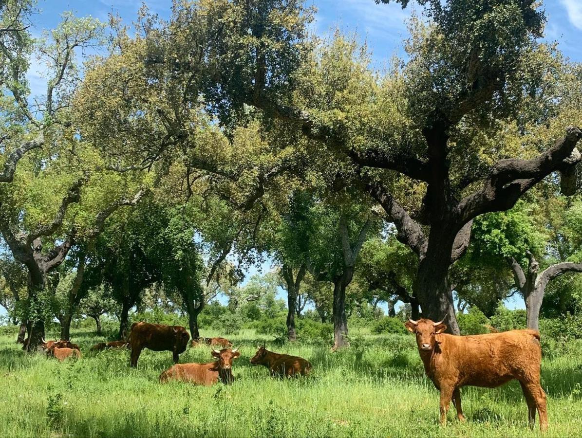 Herdade Da Maridona - Agroturismo Estremoz Kültér fotó